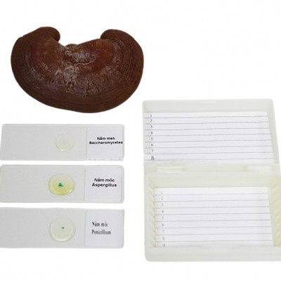 Bộ dụng cụ quan sát nấm (THCS)